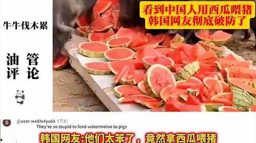 日韩人见了中国西瓜视频,日韩观众眼中的中国短视频新势力