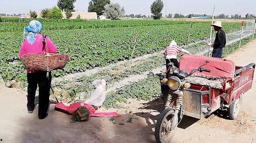 吃瓜网安农,一场网络舆论的风暴与反思